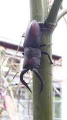 Prosopocoilus inclinatus inclinatus