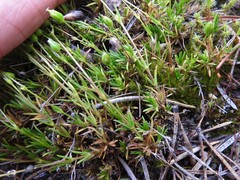 Sabulina dawsonensis