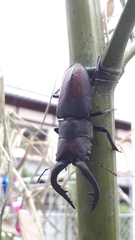 Prosopocoilus inclinatus inclinatus