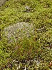 Sabulina dawsonensis