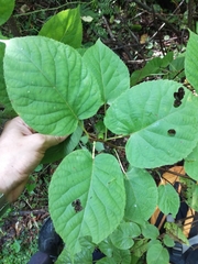 Actinidia kolomikta