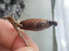 Gonogramma bahamensis