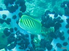 Chaetodon pelewensis