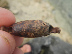 Gonogramma bahamensis
