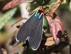 Ctenucha multifaria