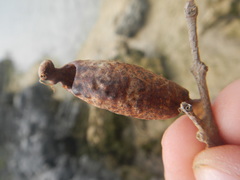 Gonogramma bahamensis
