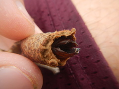 Gonogramma bahamensis