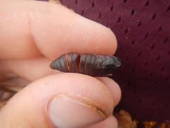Gonogramma bahamensis