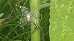 Argiope bruennichi