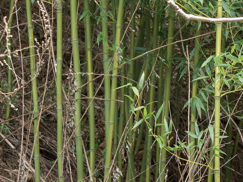 Phyllostachys aureosulcata