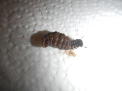 Gonogramma bahamensis