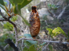 Gonogramma bahamensis