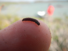 Gonogramma bahamensis