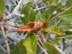 Gonogramma bahamensis
