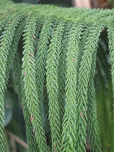 narrow-leaf araucaria (Araucaria subulata)