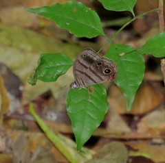 Magneuptychia harpyia
