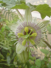 Passiflora morifolia