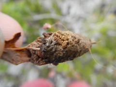 Gonogramma bahamensis