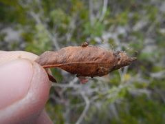 Gonogramma bahamensis