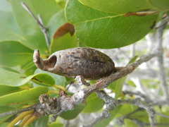 Gonogramma bahamensis