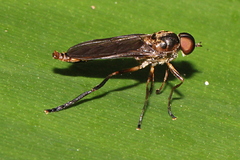 Chiromyzinae