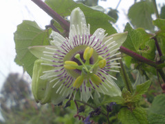 Passiflora morifolia