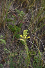 Oenothera clelandii