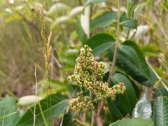 Rhus typhina