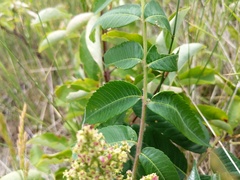 Rhus typhina
