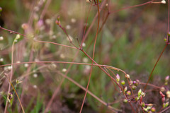 Phemeranthus mengesii