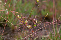 Phemeranthus mengesii