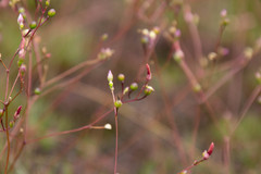 Phemeranthus mengesii