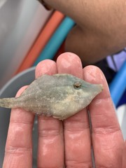 Monacanthus ciliatus