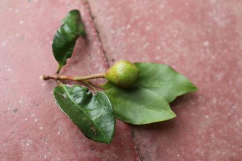 Psidium friedrichsthalianum - Leaves