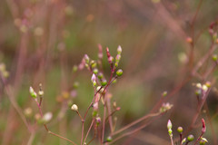 Phemeranthus mengesii