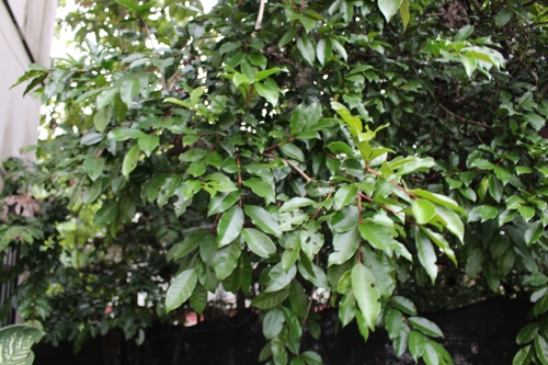 Psidium friedrichsthalianum - Leaves
