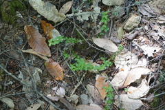 Galium californicum californicum