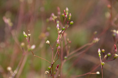 Phemeranthus mengesii
