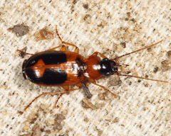 Badister neopulchellus