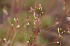 Phemeranthus mengesii