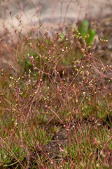 Phemeranthus mengesii