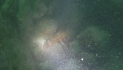 Apostichopus parvimensis