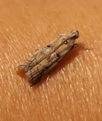 Pempelia palumbella