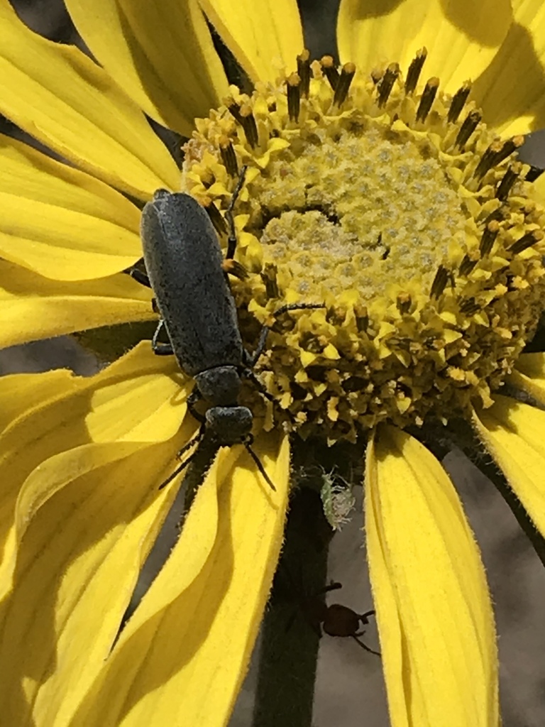 Epicauta pruinosa