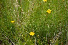 Coreopsis pulchra