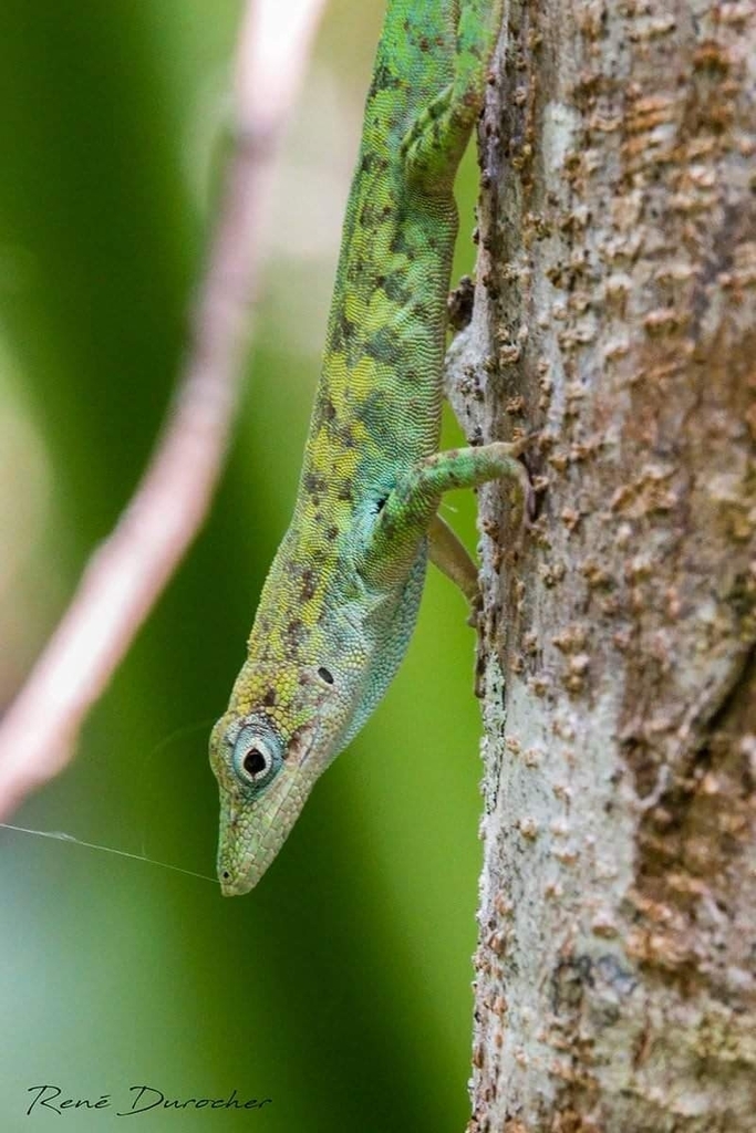 La Selle Twig Anole