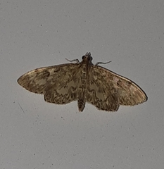 Anania coronata