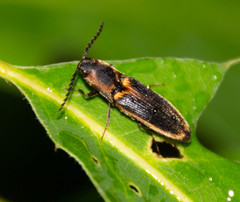 Megapenthes limbalis