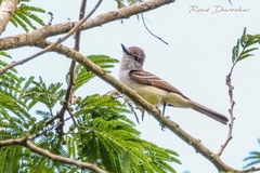 Myiarchus stolidus