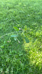 Convolvulus arvensis